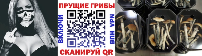 Галлюциногенные грибы Psilocybine cubensis  как найти закладки  Брюховецкая 